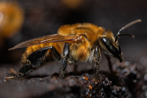 Abeja sin aguijón en detalle macro